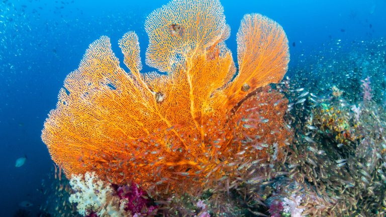 Trump Just Fast-Tracked Deep-Sea Mining