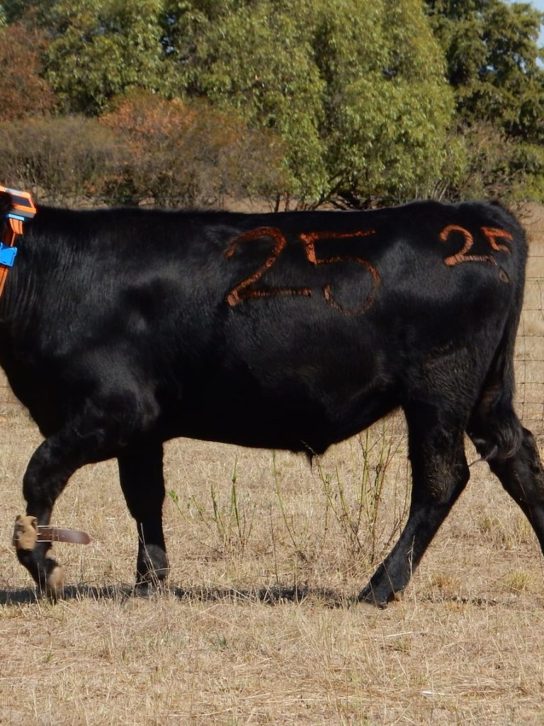 Virtual fencing to be legalised in NSW despite animal welfare concerns