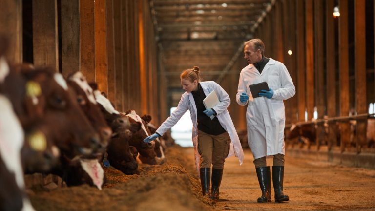 FDA Layoffs Will Hamper Efforts To Cut Antimicrobial Overuse in Farm Animals