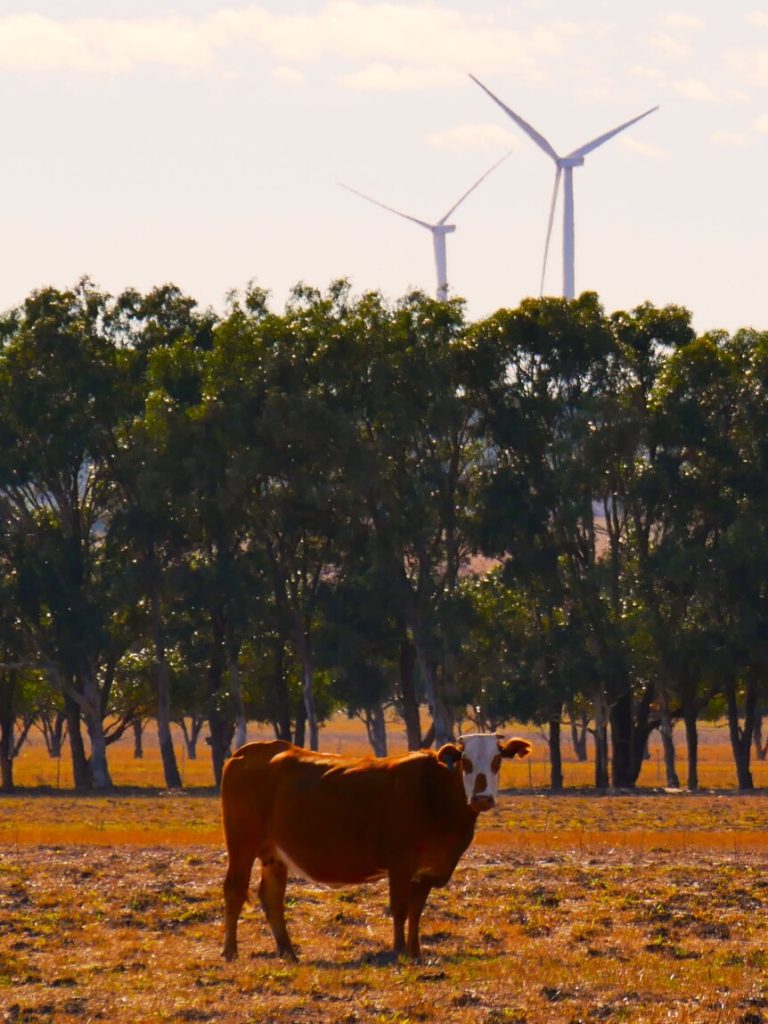 Professor warns of carbon farming risk in ‘unlikely’ success areas