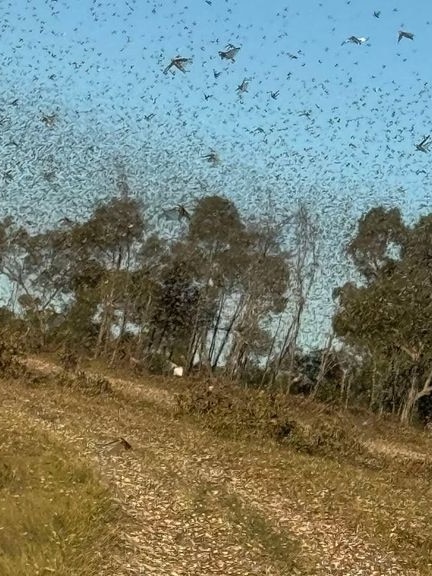 After the rains, locusts descend on western Queensland properties