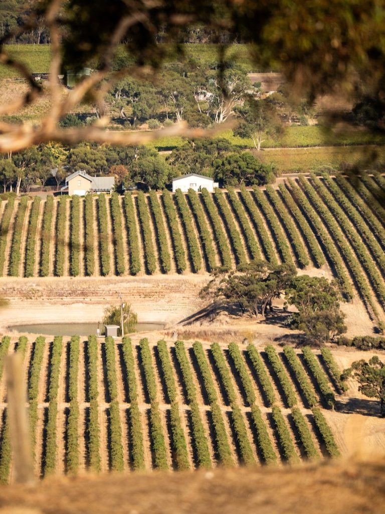 The Barossa Valley is being pushed in many different directions – but where will it end up?