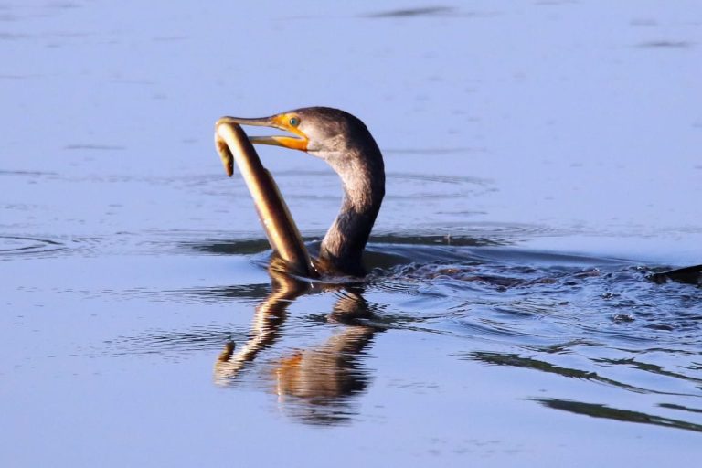 Brexit Britain to remain safe haven for sand eels