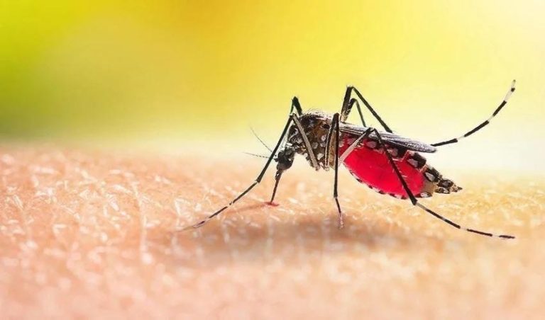 The Threat to the Fight to End Malaria