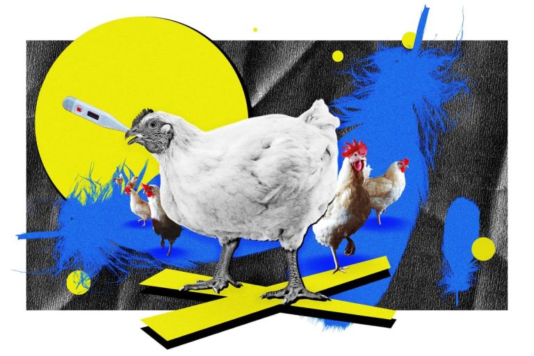 Poland bet the farm on poultry. Now bird flu could ruin everything.