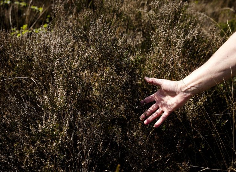 EU scientists sound alarm over escalating spring drought