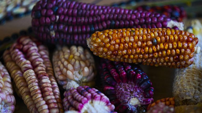 ‘Without Maize There Is No Country’