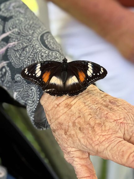 Visiting butterflies take aged care residents back to joy of youth