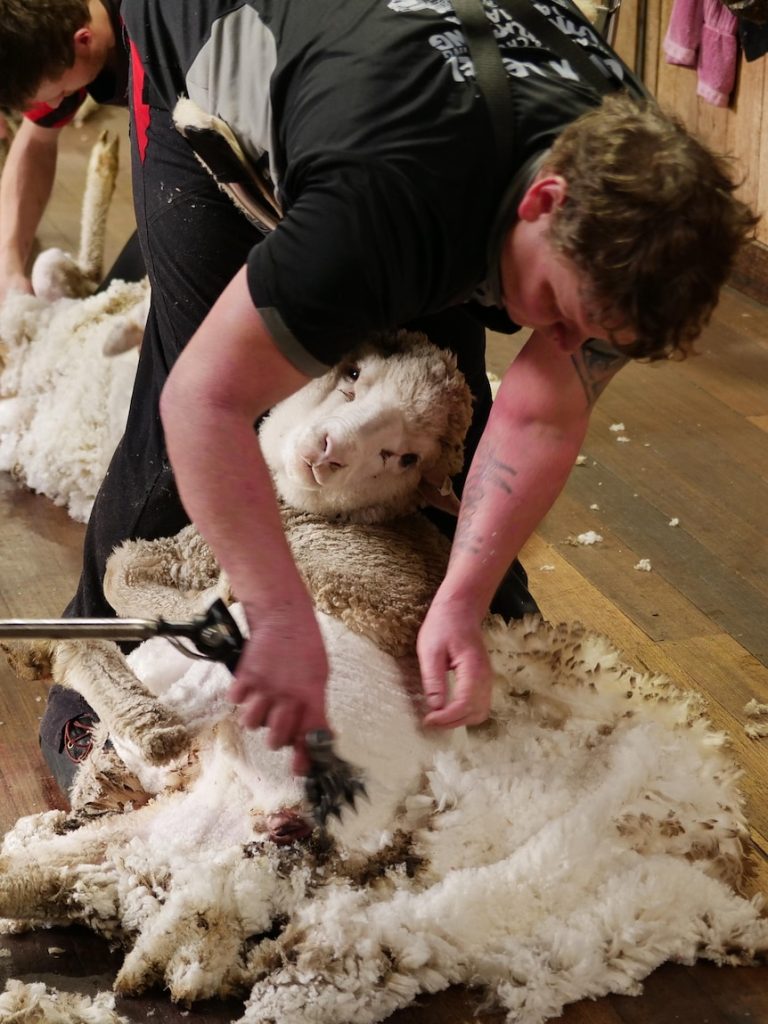 Shearers struggle for work as wool production hits century low