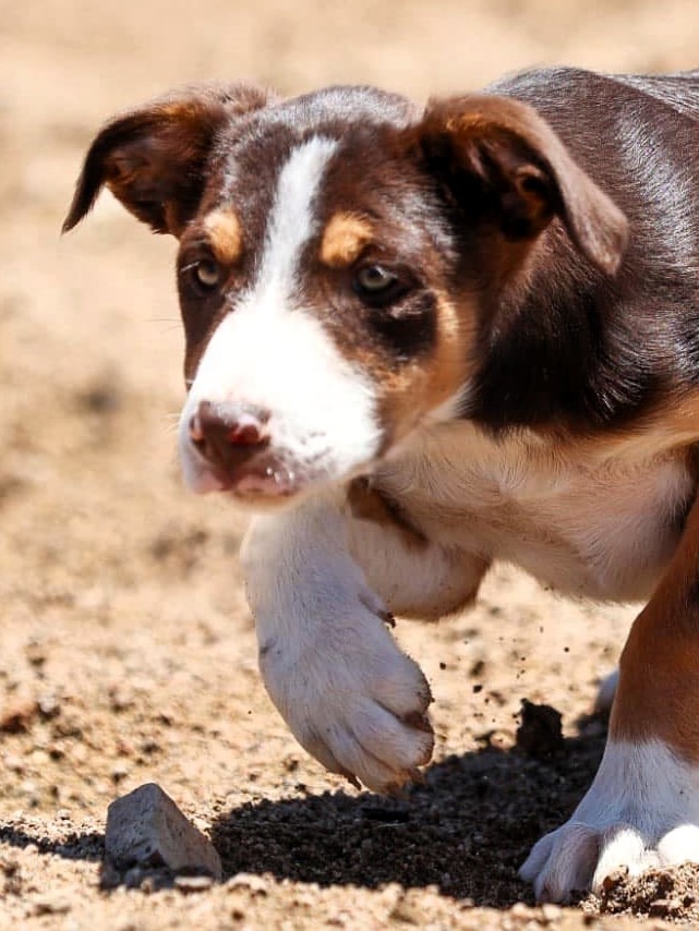 Adorable Aussie border collie pup set for new work life on tropical island