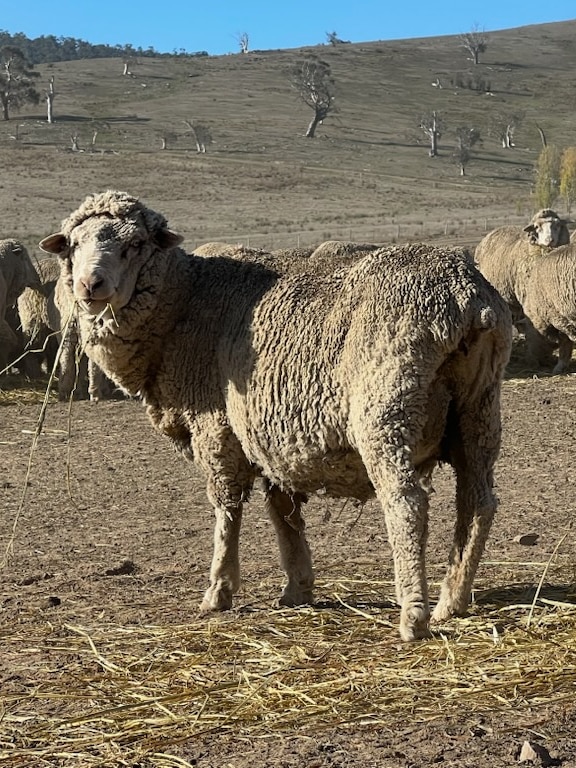 No feed, no water and no money — drought smashes farmers on all fronts