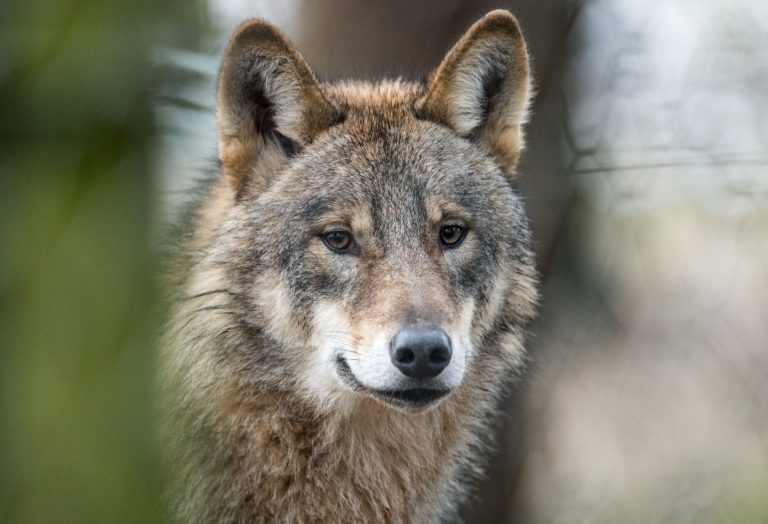 Yes to reduced wolf protection in the EU