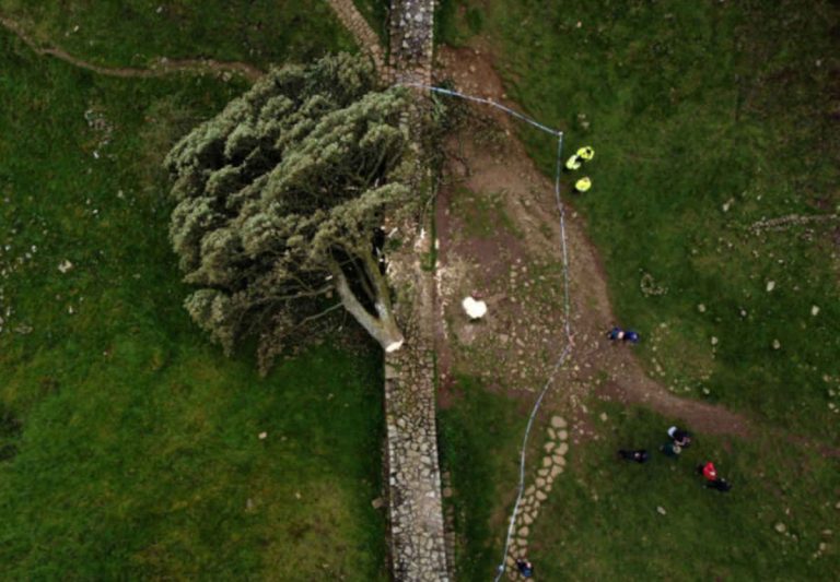 Sycamore Gap: Two men found guilty of chopping down iconic tree