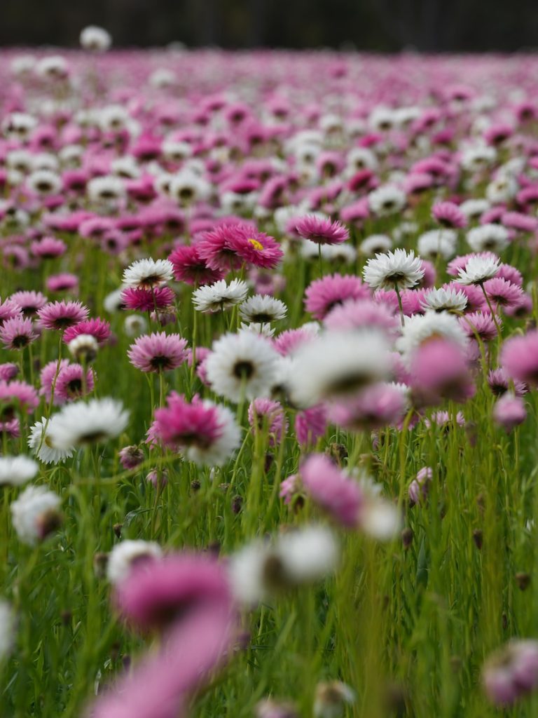 Thousands of everlasting daisies turn farm into social media hotspot