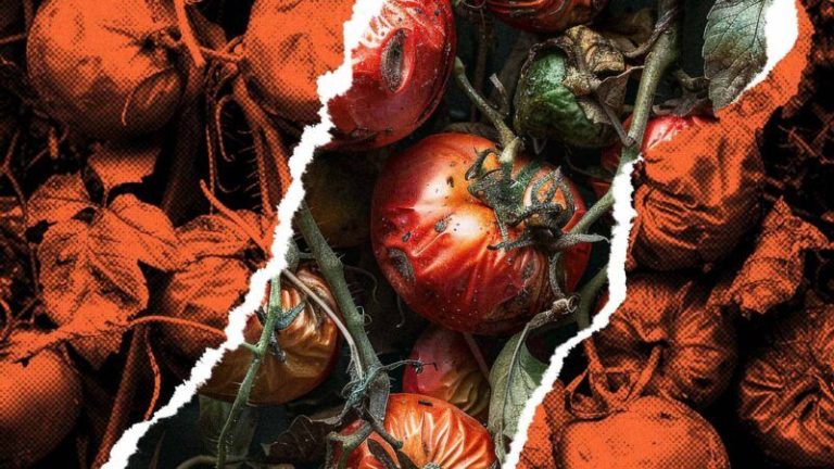 Trump’s Tariffs and Immigration Policies Destroy Thousands of Acres of Tomato Crops in Florida