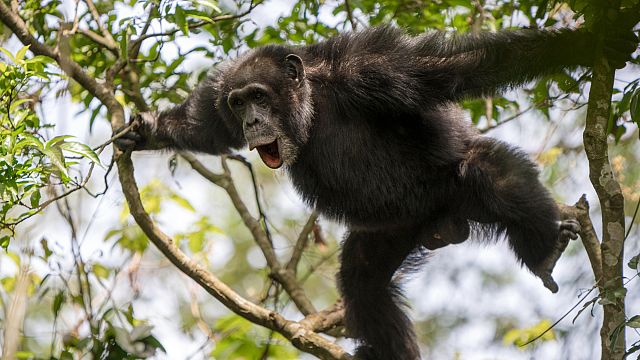 Chimpanzee Beats Reveal Rhythmic Roots of Human Communication, New Study Finds