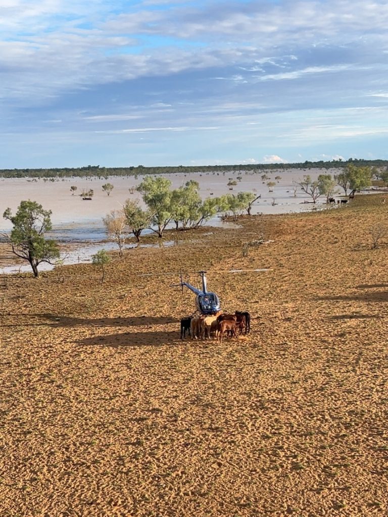 Fire ant fears not holding up flooded farmers’ hay relief, charity says