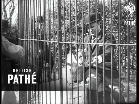 Panda politics: Zoos have always been ideological