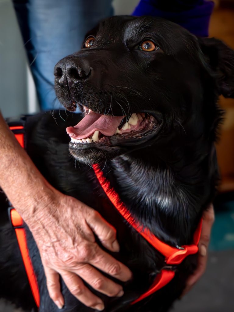 Leroy the Labrador trained to sniff out a rotten disease