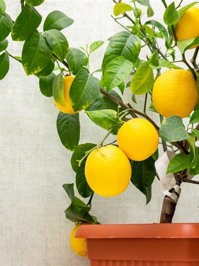 How long does potted citrus take to fruit? Much longer than you think