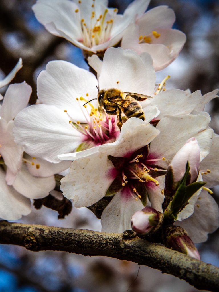 Fruit, nut growers’ profits could bloom as Trump’s tariffs anger global markets