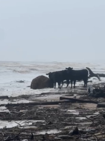 Cattle wash up in coastal hamlet amid ‘diabolical’ NSW floods