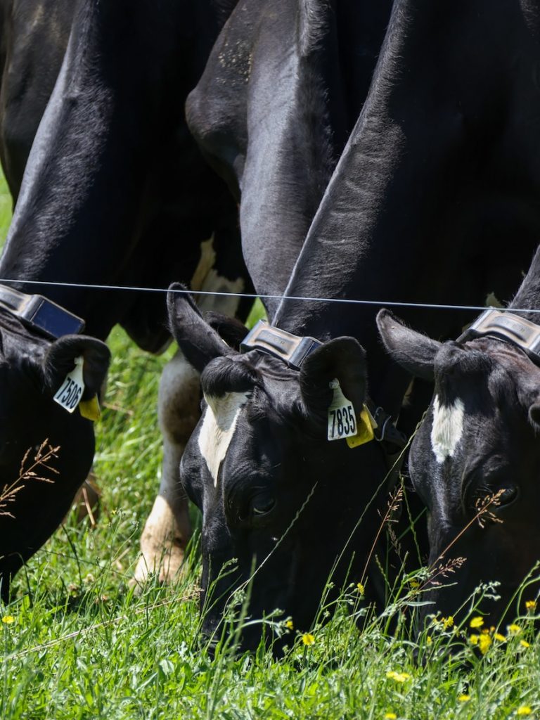 Virtual fencing one step closer for most of Australia’s dairy herd