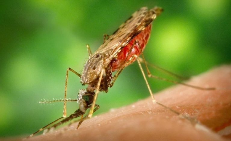 Africa: MMV Welcomes African Leaders’ Call to Address Growing Threat of Antimalarial Drug Resistance