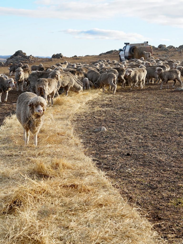 For sheep farmer Tony, current dry conditions are worse than the last big drought