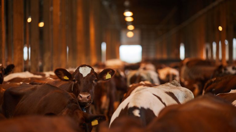 Trapped in a Factory Farm