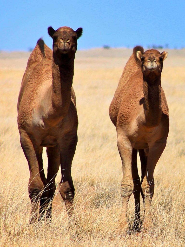 Camels with steel stomachs eat thorny invasive weed for lunch