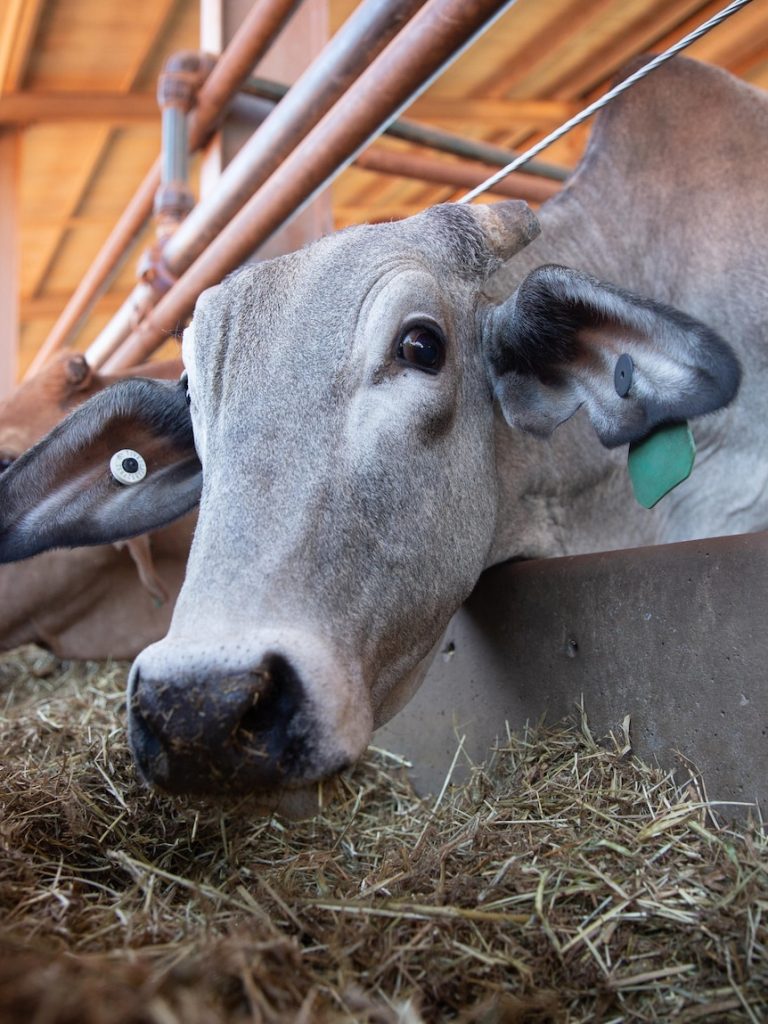 The fight against foreign diseases that could bring beef exports to a ‘standstill’