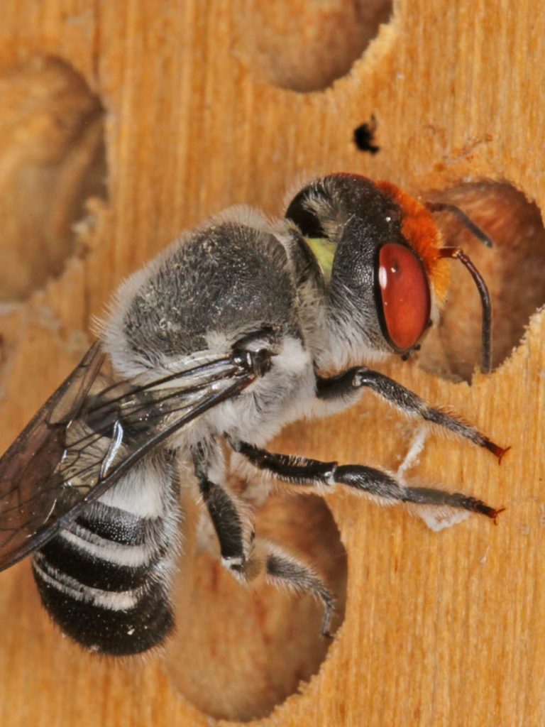 Warning pre-made bee hotels could be harming native species