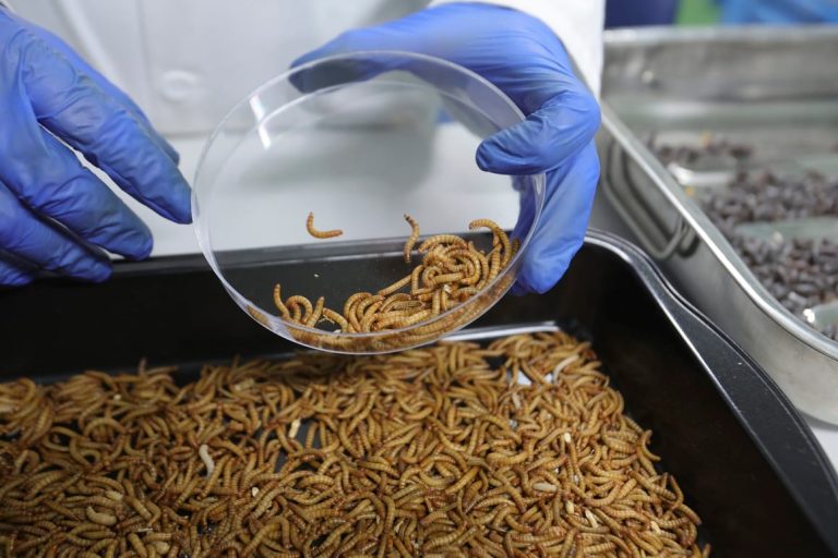 Insect-based pet food, the latest byproduct of EU bureaucracy