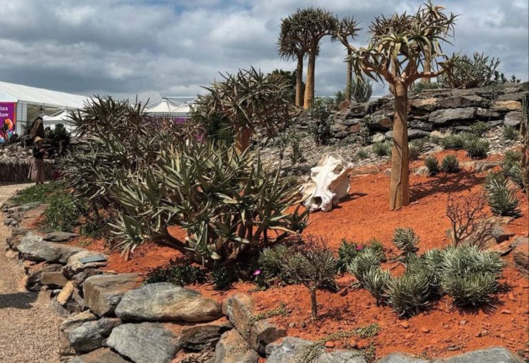 South Africa’s botanical excellence in bloom at Chelsea Flower Show 2025