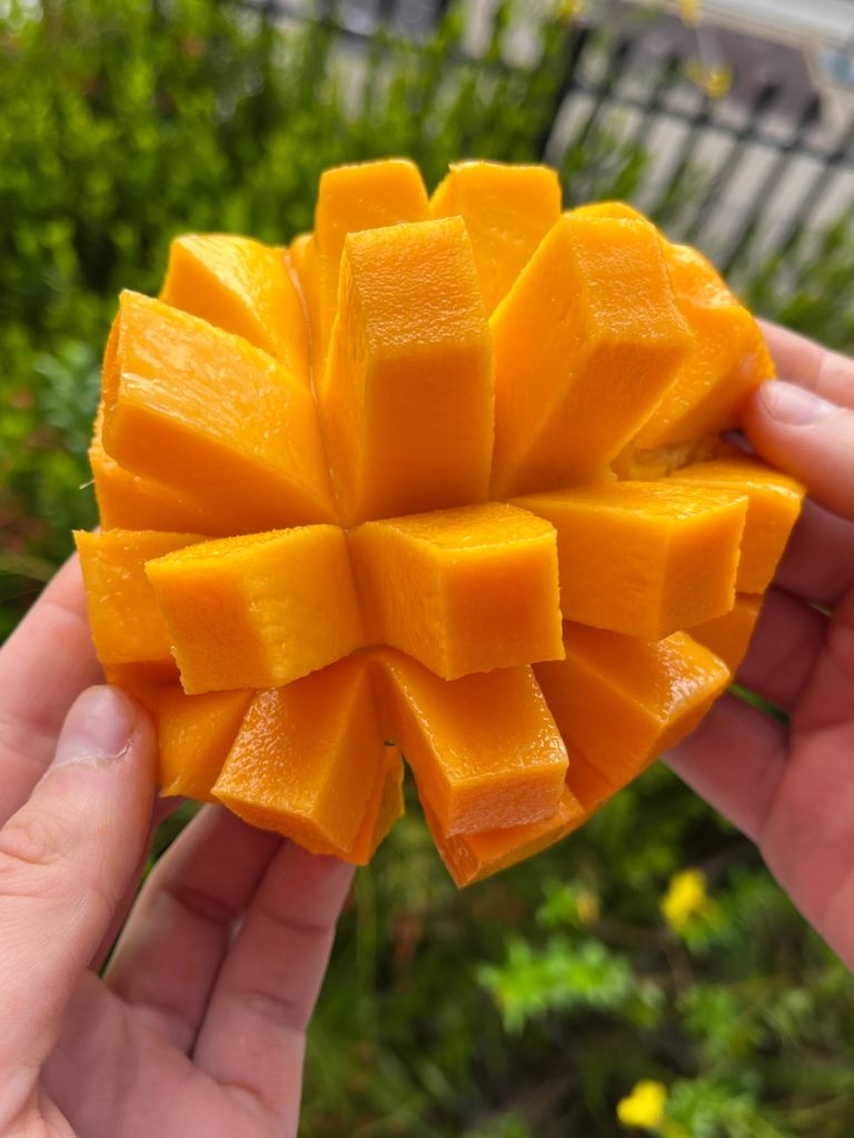 Why your next favourite mango might take 25 years to grow