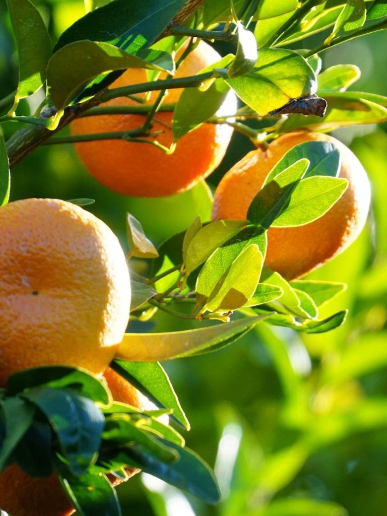 Conditions ripe for record citrus exports after not-so-sweet years