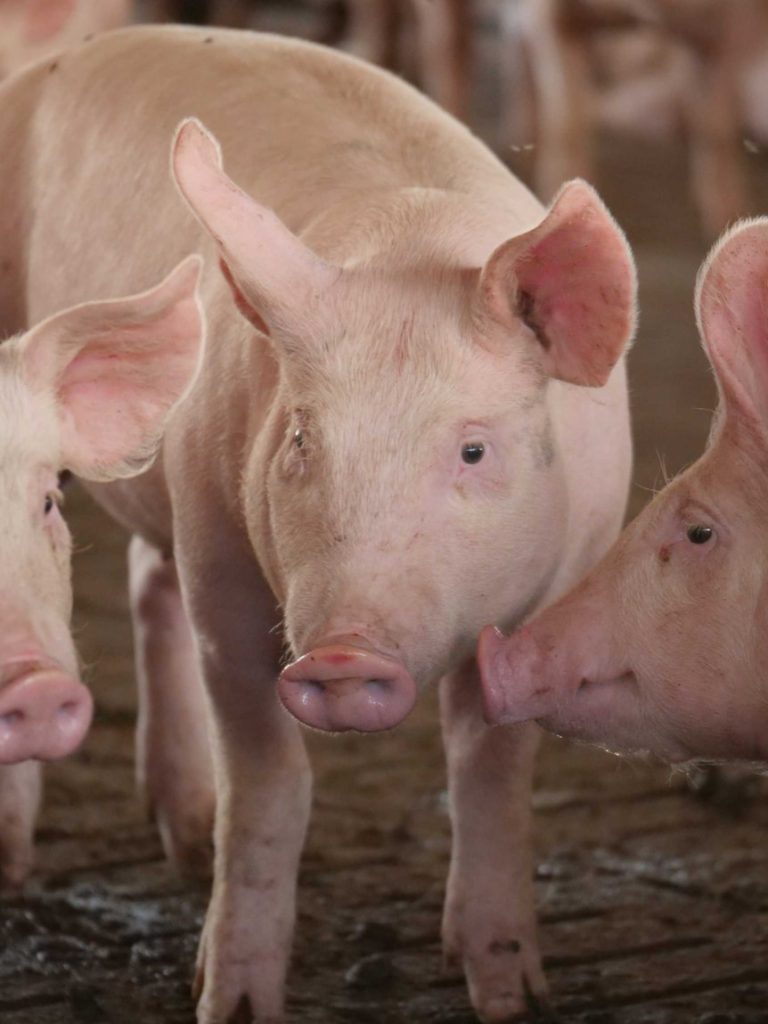 Deadly JEV mosquito disease identified at Central Queensland piggery