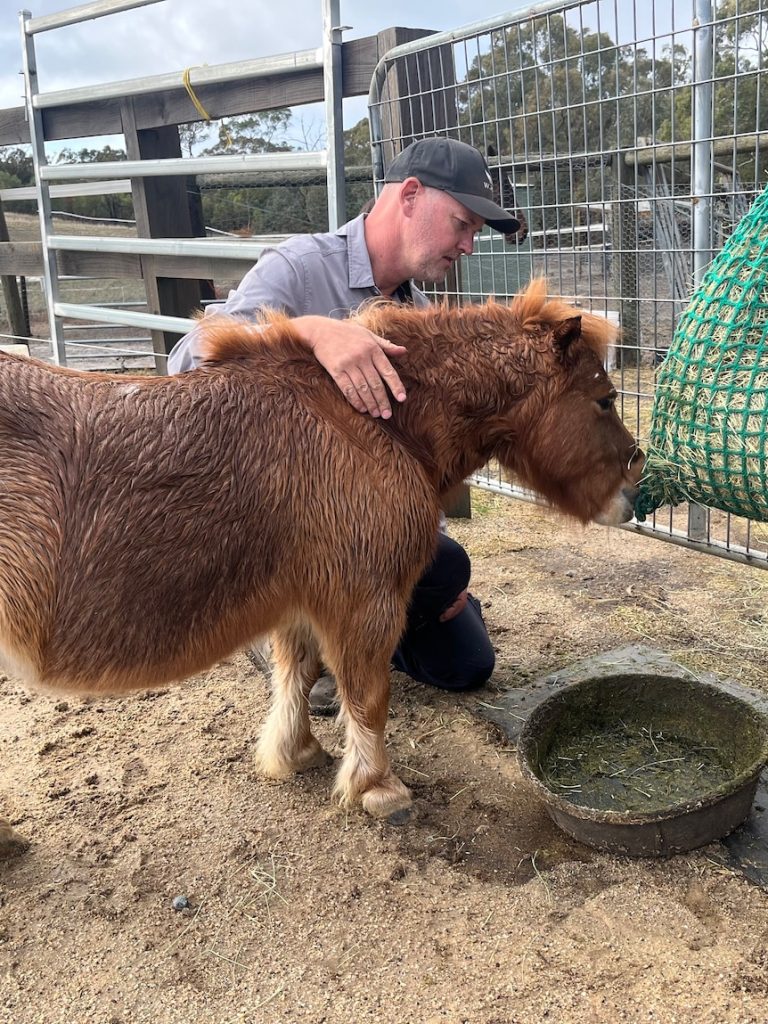‘No hay’ in South Australia casting doubt over farming future