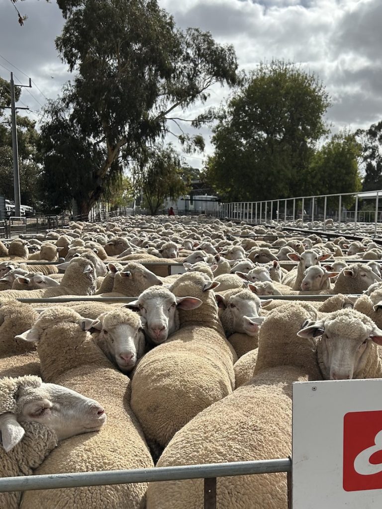 National lamb price smashed multiple times in record week
