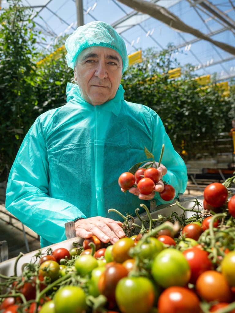 Growers hope move to manage tomato virus will get them back to business