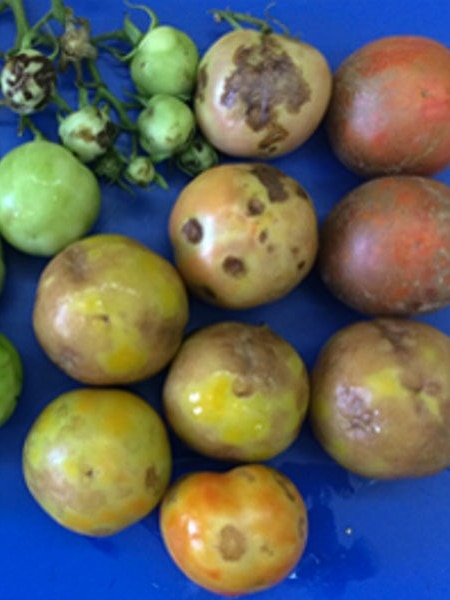 Farmers urge gardeners to check tomato plants as virus plans scrapped