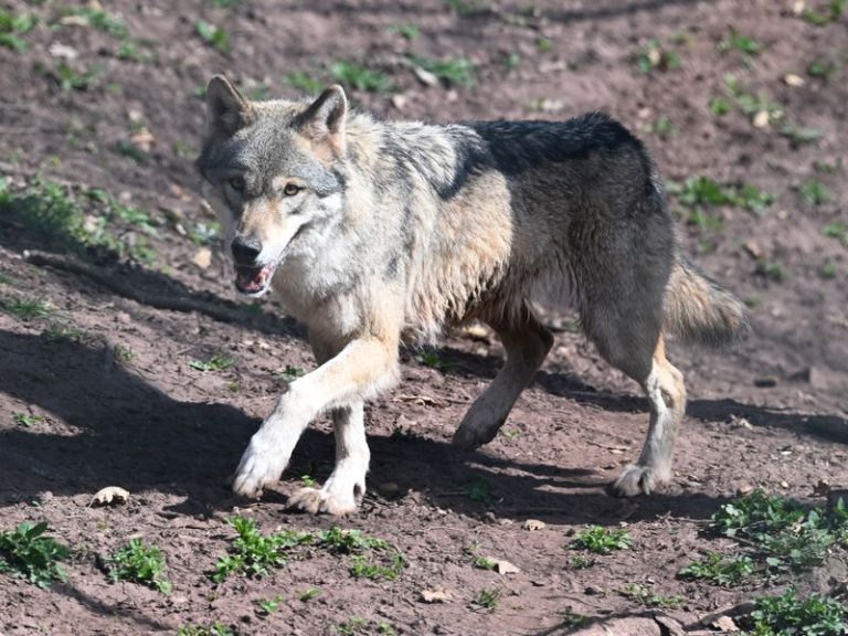 EU approves reduction of wolf protection but Portugal maintains