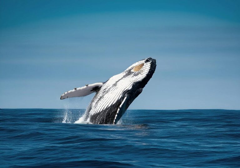 What if the ocean had rights?
