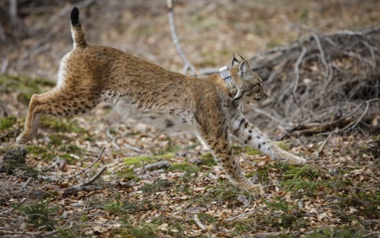 Project to save the lynx from extinction wins two Life awards