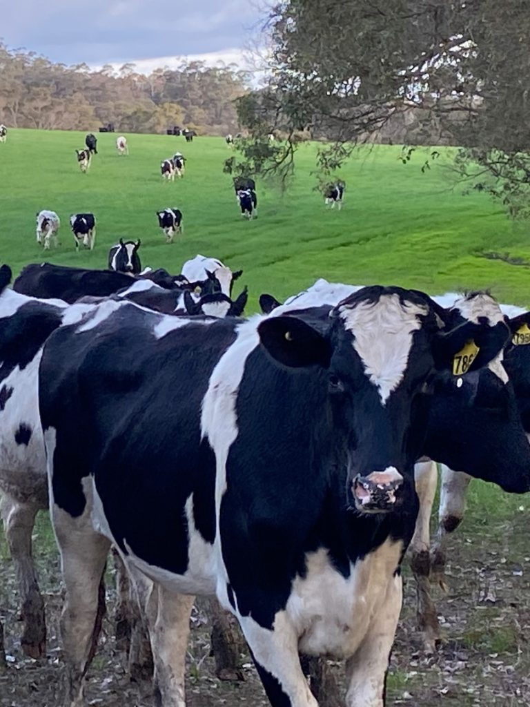 WA’s dairy farmers on the brink amid ‘stagnant’ price rises