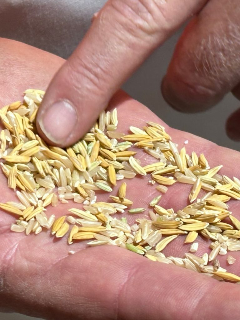 How a group of rice growers funded and built their own mill