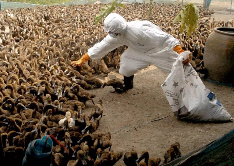 For the World’s Wildlife, it’s Apocalypse Now
