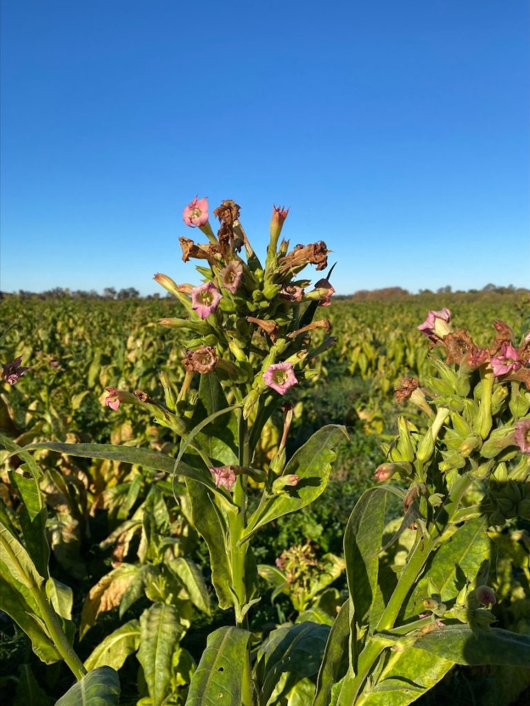 Illicit tobacco crop worth $4.4m discovered near Shepparton after tip-off