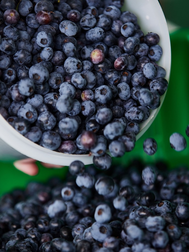 Flooded growers ask for patience as blueberry prices near $10 a punnet